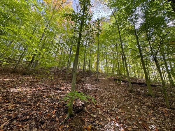 Tract 6 at Shawnee Woods property photo