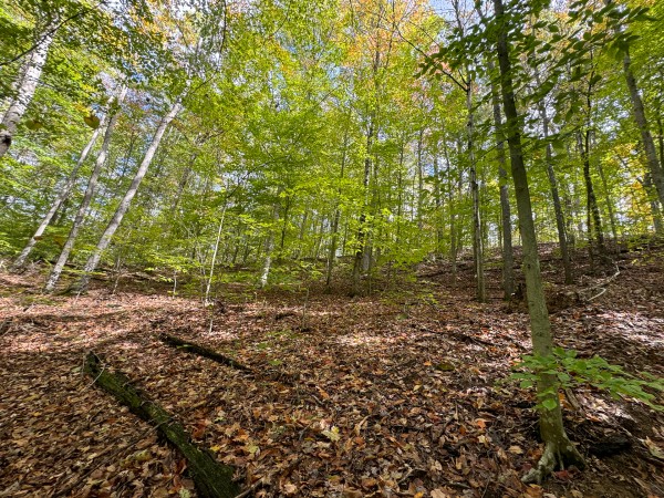 Tract 6 at Shawnee Woods property photo