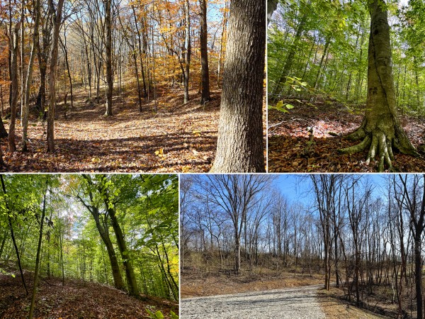 Tract 6 at Shawnee Woods - Perry County, Ohio - 8.7 acres