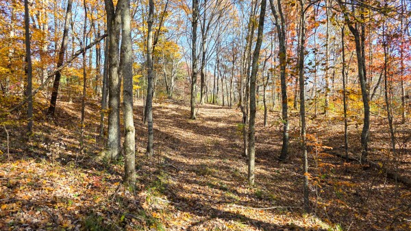 More of Tract 6 at Shawnee Woods