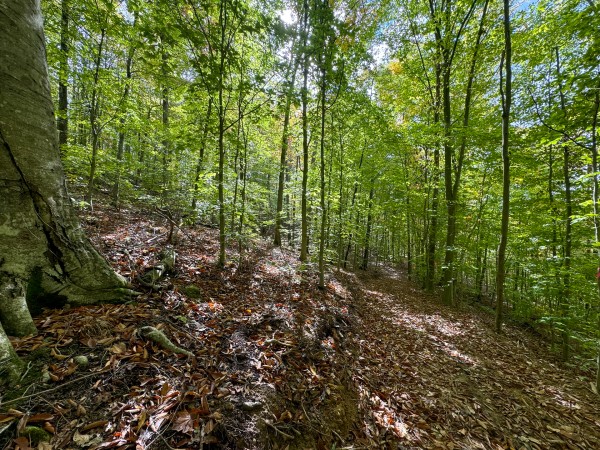 Tract 6 at Shawnee Woods property photo