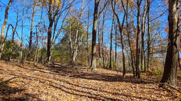 Tract 6 at Shawnee Woods property photo