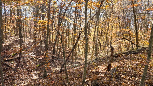 More of Tract 6 at Shawnee Woods