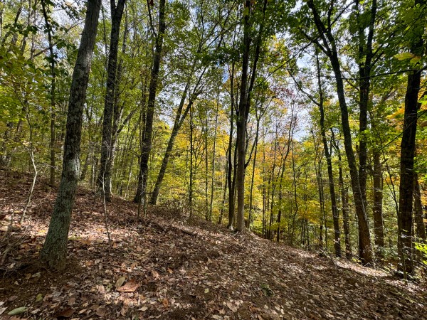 More of Tract 6 at Shawnee Woods