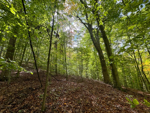 More of Tract 6 at Shawnee Woods