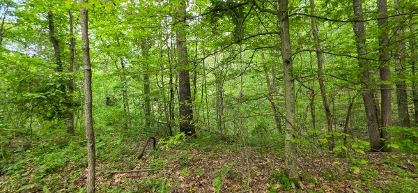 Seclusion Cabin at Big Timber Ridge property photo