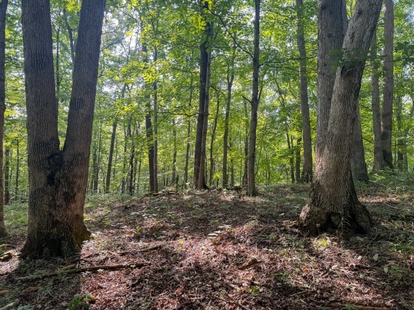 The Ponds at Poplar Ridge – Tract 1 property photo