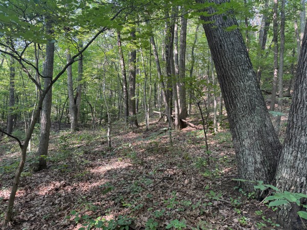The Ponds at Poplar Ridge – Tract 1 property photo