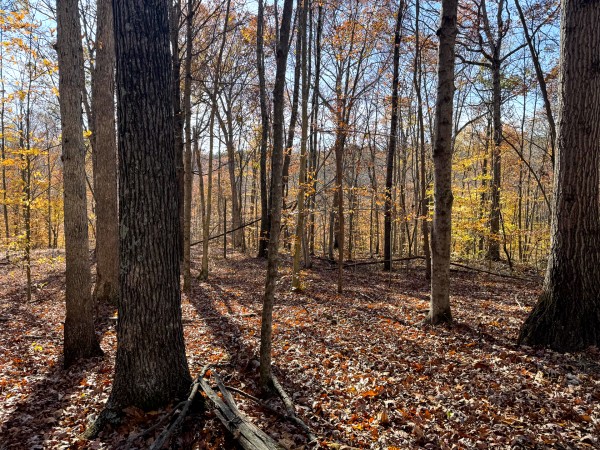 The Ponds at Poplar Ridge – Tract 11 property photo