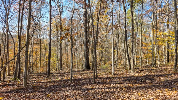More of The Ponds at Poplar Ridge – Tract 11