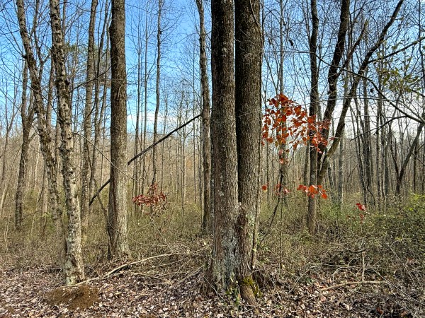 Lot 4 - The Woods at Turkey Run property photo