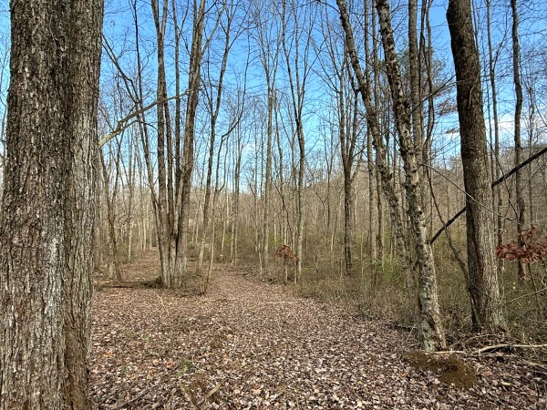 More of Lot 4 - The Woods at Turkey Run
