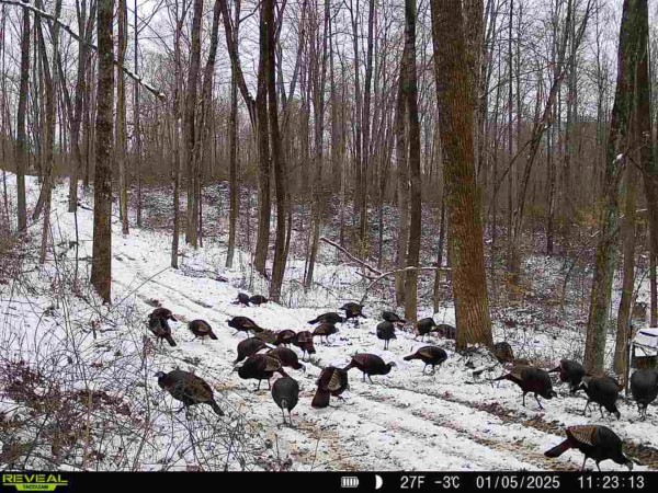 More of Lot 4 - The Woods at Turkey Run