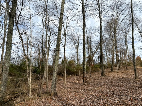 Lot 1 - The Woods at Turkey Run property photo