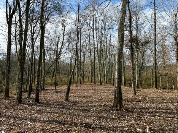 More of Lot 1 - The Woods at Turkey Run