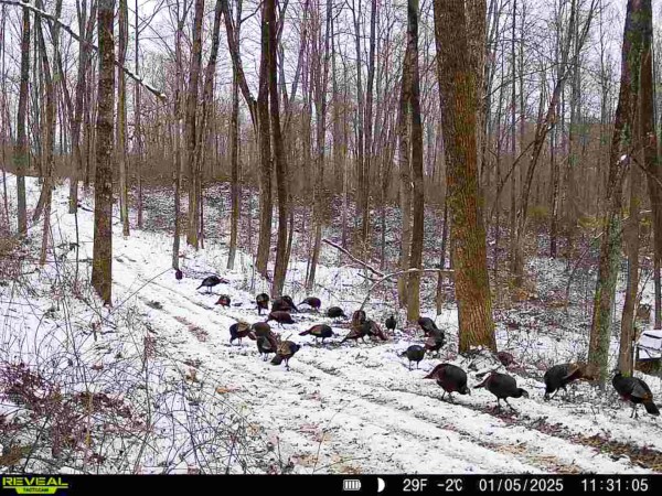 More of Lot 1 - The Woods at Turkey Run