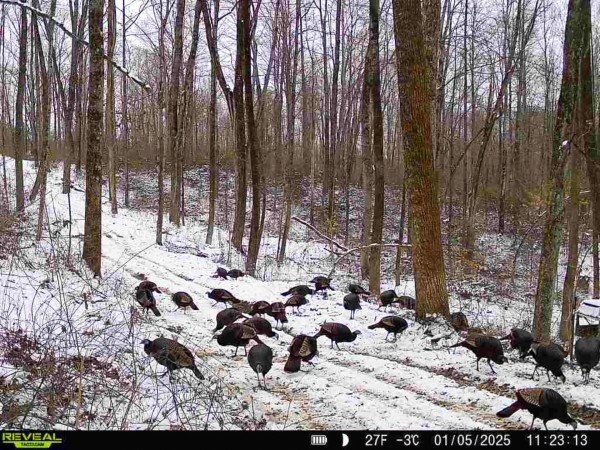 Lot 1 - The Woods at Turkey Run property photo