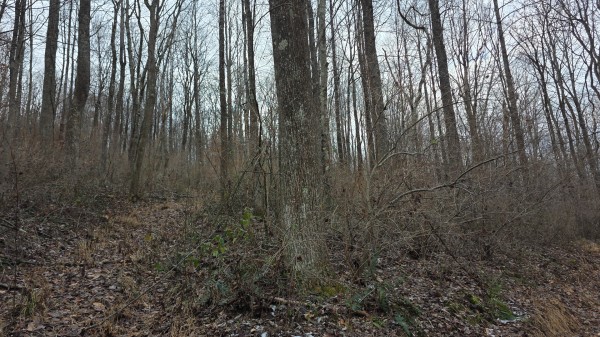 Lot 11 at Scenic Trails property photo