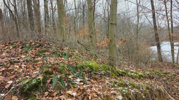 Lot 11 at Scenic Trails property photo