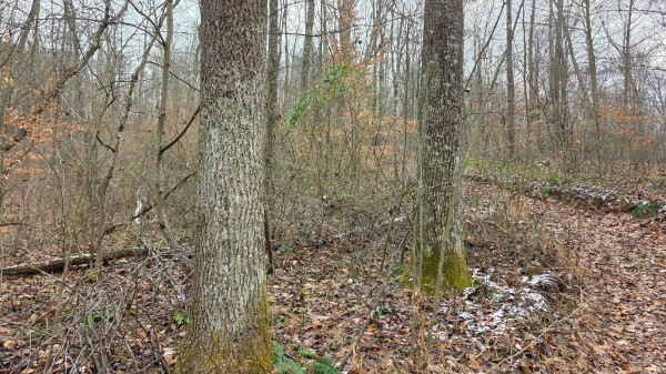 Lot 11 at Scenic Trails property photo