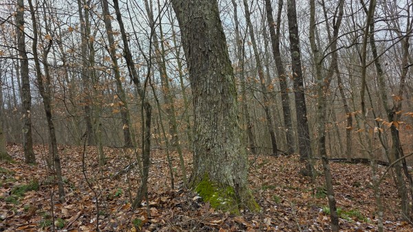 Lot 11 at Scenic Trails property photo