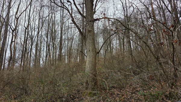 Lot 11 at Scenic Trails property photo
