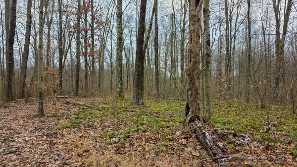Lot 12 at Scenic Trails property photo