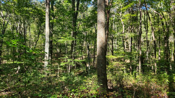 The Ponds at Poplar Ridge – Tract 13 property photo