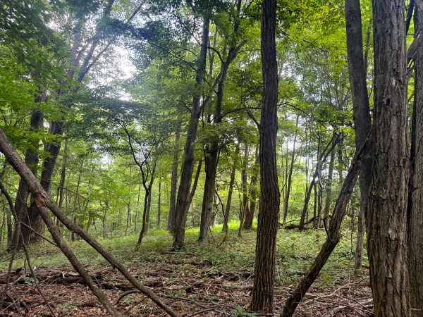 Tract 12 at Skyline Acres property photo