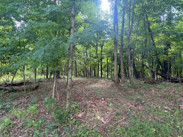 Tract 12 at Skyline Acres property photo