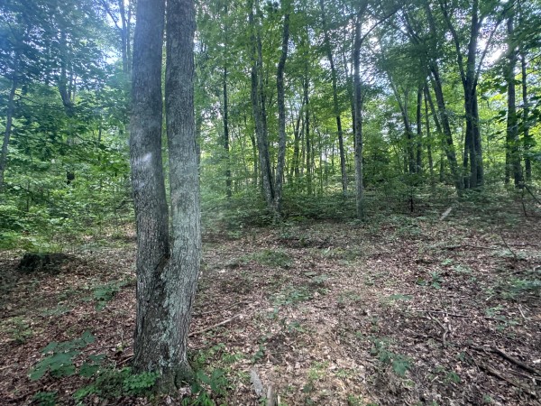 Tract 7 at Skyline Acres property photo