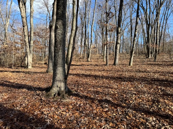 More of Tract 7 at Skyline Acres