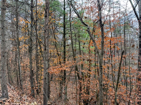 Lot 3 - The Woods at Turkey Run property photo