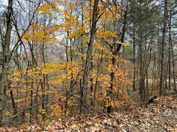 Lot 3 - The Woods at Turkey Run property photo