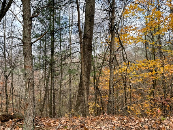 Lot 3 - The Woods at Turkey Run property photo