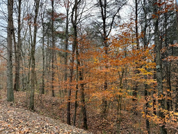 Lot 3 - The Woods at Turkey Run property photo
