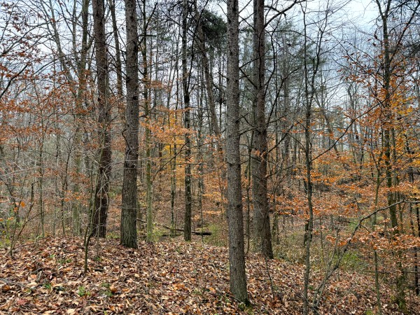 Lot 3 - The Woods at Turkey Run property photo