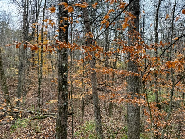 Lot 3 - The Woods at Turkey Run property photo