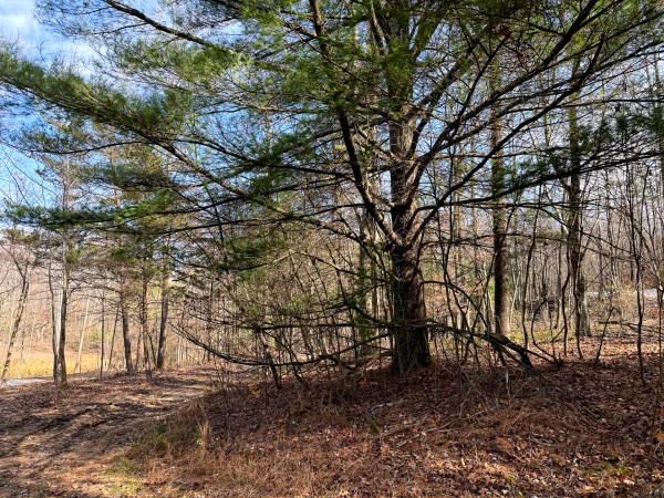 Lot 2 - The Woods at Turkey Run property photo