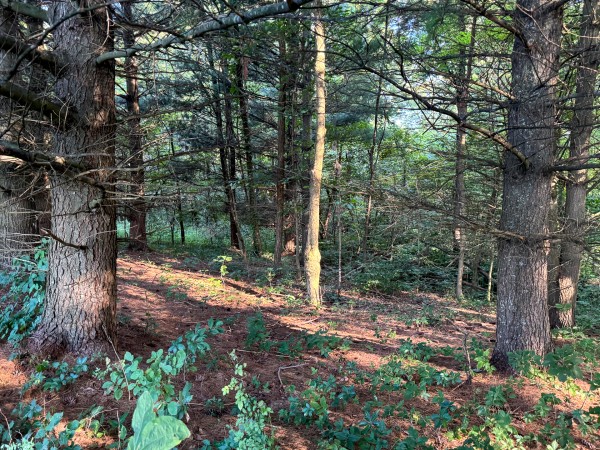 Tract 3 at Skyline Acres property photo