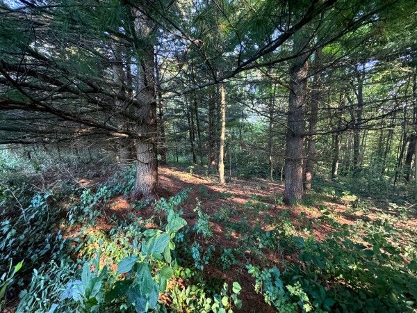 Tract 3 at Skyline Acres property photo