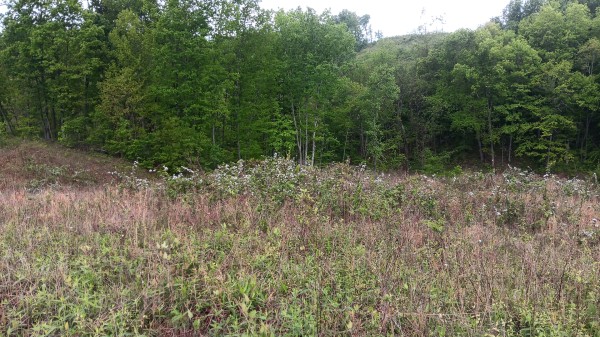 7 Ac Hampton Hollow property photo