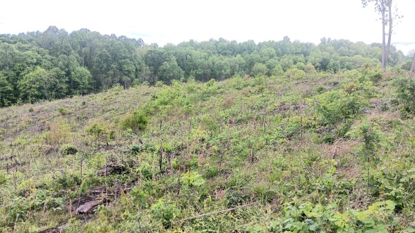 7 Ac Hampton Hollow property photo