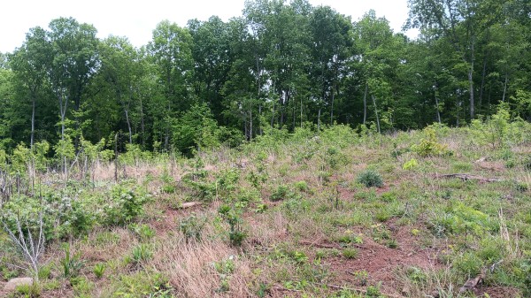 7 Ac Hampton Hollow property photo