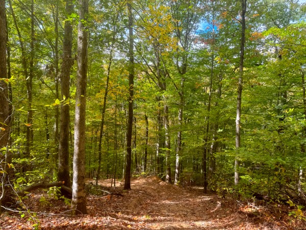 Tract 5 at Shawnee Woods property photo
