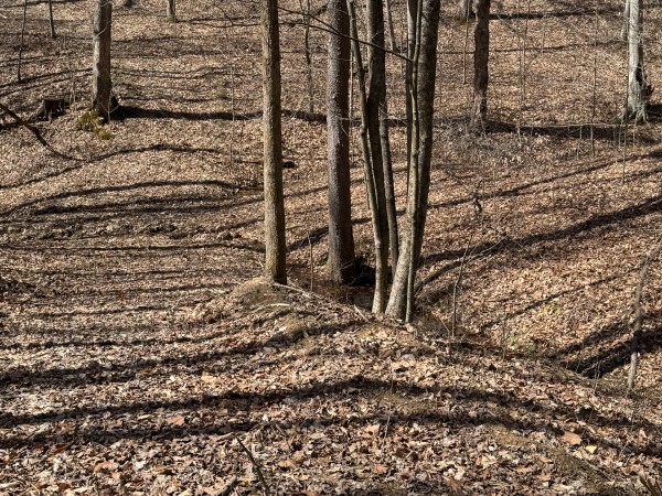 Tract 5 at Shawnee Woods property photo