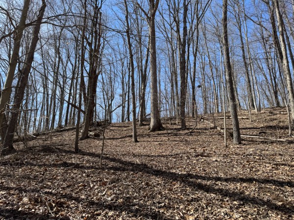 Tract 5 at Shawnee Woods property photo