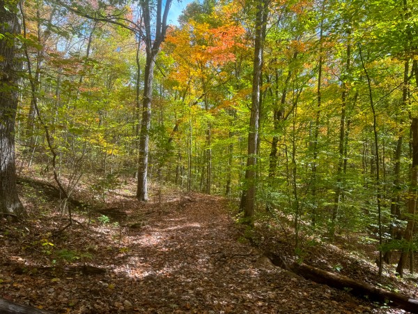 More of Tract 5 at Shawnee Woods