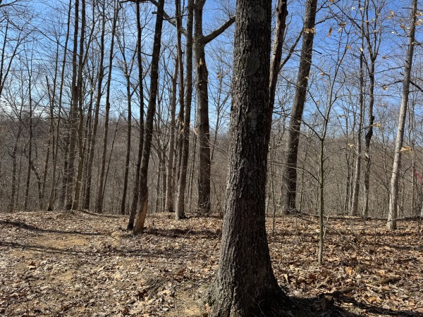 Tract 5 at Shawnee Woods property photo