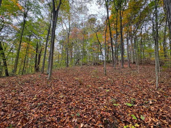 More of Tract 5 at Shawnee Woods